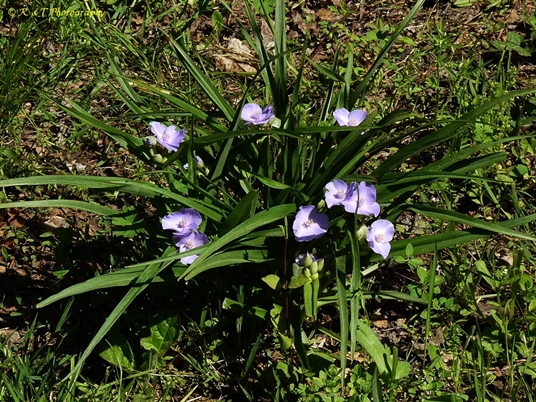 {Tradescantia ernestiana}